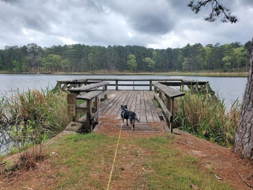 A dog stands on a wooden dock overlooking a calm lake surrounded by trees under a cloudy sky.