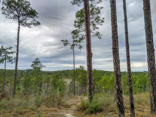 A forest scene with tall pine trees under a cloudy sky, showcasing a mix of greenery and earthy tones.