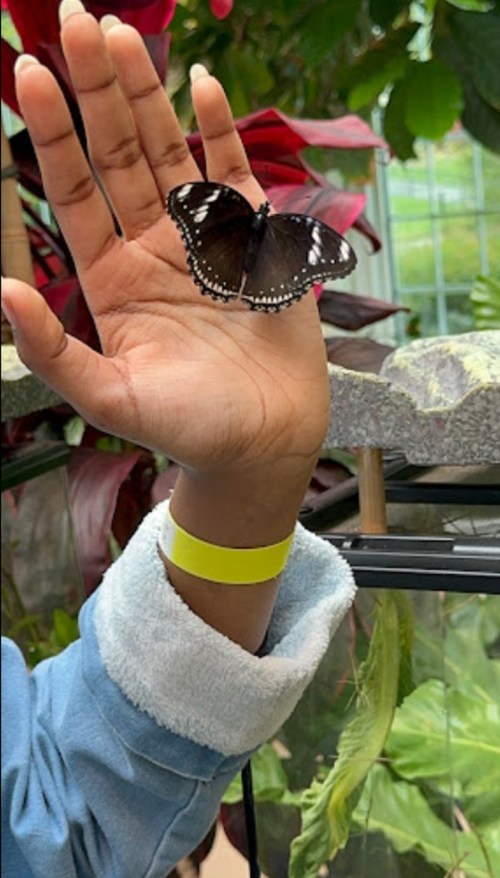 A hand holding a black butterfly with white markings, surrounded by lush green plants.