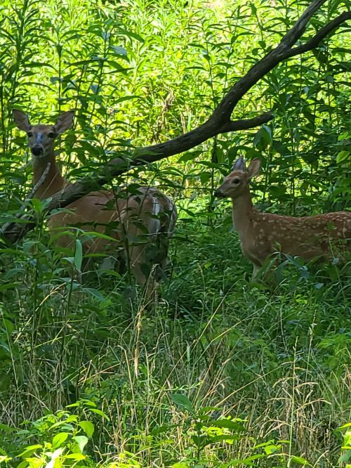Two deer stand among lush green foliage, partially hidden by plants and trees in a natural setting.
