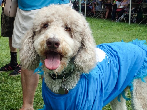 A happy dog wearing a blue shirt, standing on grass with people in the background.