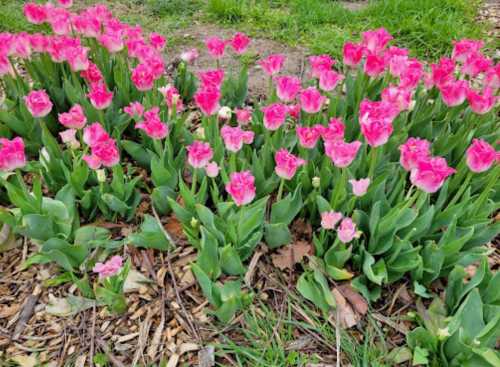 A vibrant patch of pink tulips blooming among green leaves and scattered mulch.