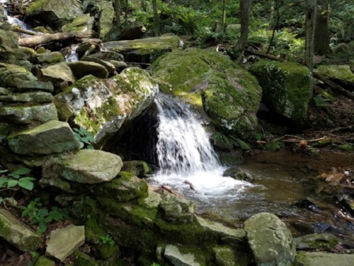 A small waterfall cascades over moss-covered rocks in a lush, green forest.