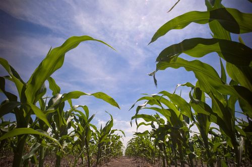 A view of tall corn plants stretching towards a blue sky, with a path visible between the rows.