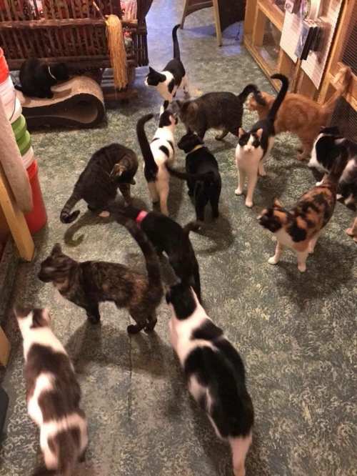 A group of various cats of different colors and patterns gathered in a cozy indoor space.