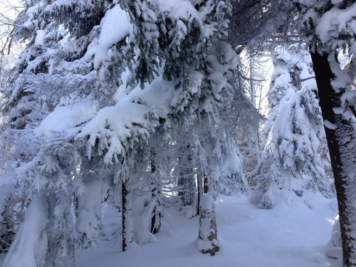 Snow-covered trees in a winter forest, with thick layers of snow on branches and a serene, white landscape.