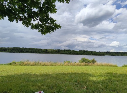 A serene lakeside view with green grass, trees, and a cloudy sky reflecting over the calm water.