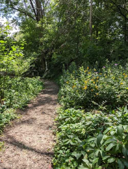 A winding dirt path surrounded by lush greenery and blooming yellow flowers in a serene forest setting.