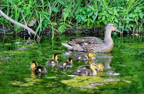 A mother duck swims in a pond with her six fluffy ducklings among green foliage.
