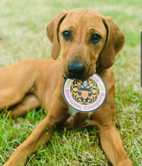 A brown dog lying on grass, holding a round coaster in its mouth with a logo on it.