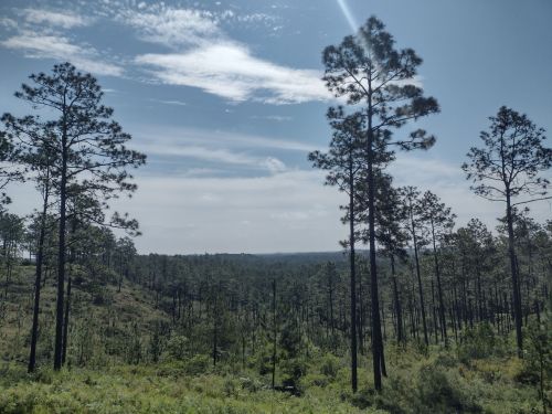 A scenic view of tall pine trees against a blue sky with scattered clouds, showcasing a lush green landscape.
