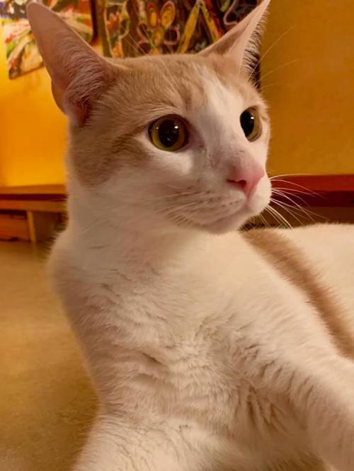 A close-up of a white cat with orange markings, lying down and looking curiously to the side.