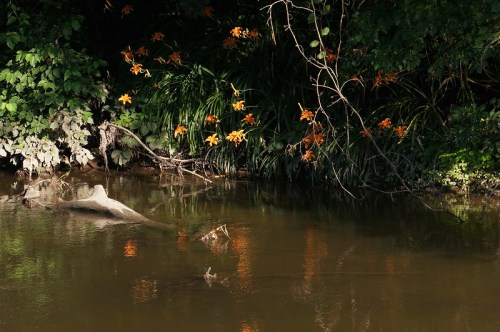 A serene river scene with orange flowers and lush greenery reflected in the calm water.