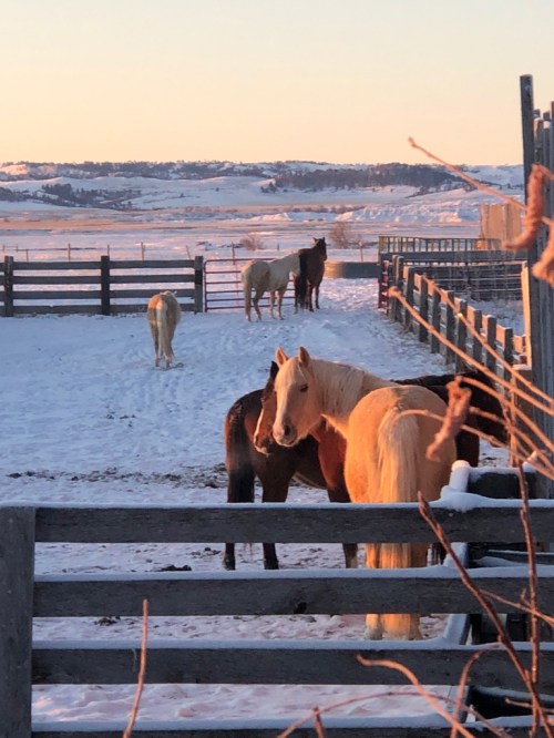 A group of horses in a snowy pasture at sunset, with wooden fences and rolling hills in the background.