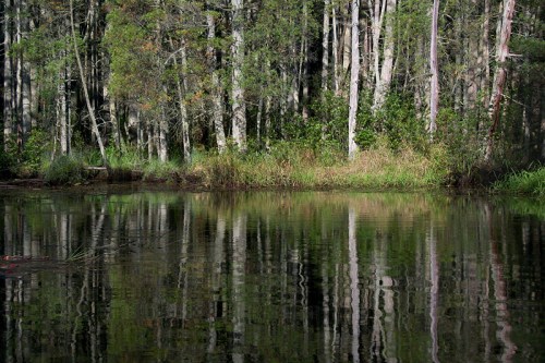 A serene pond surrounded by trees, with reflections of the forest in the calm water.