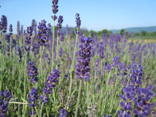 A field of vibrant purple lavender flowers under a clear blue sky, with green foliage in the background.