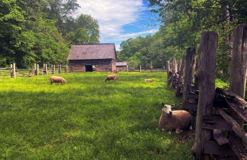 A peaceful farm scene with sheep grazing in a green field near a rustic wooden barn and a wooden fence.