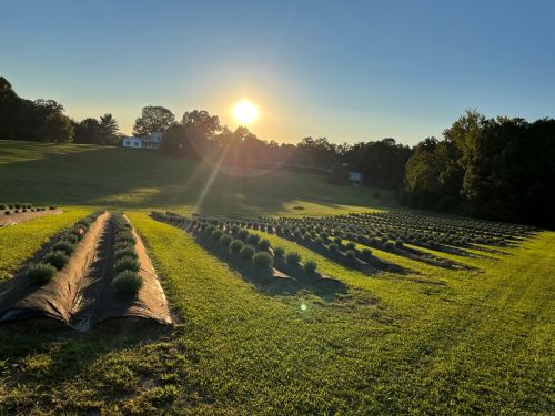 Sunrise over a lush field of lavender rows, with a house in the background and trees lining the horizon.
