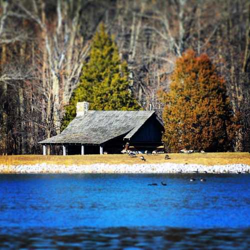 A rustic cabin by a calm lake, surrounded by trees and a few ducks swimming nearby.