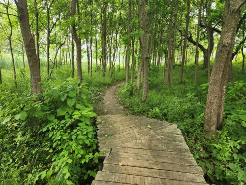 A winding wooden path through a lush green forest with tall trees and dense undergrowth.