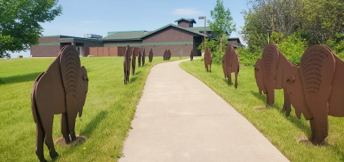 A pathway lined with metal buffalo sculptures leads to a building surrounded by green grass and trees.