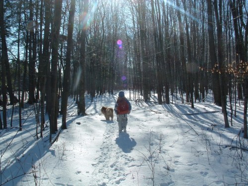 A person in a blue jacket and backpack walks a dog through a snowy forest, with sunlight filtering through the trees.