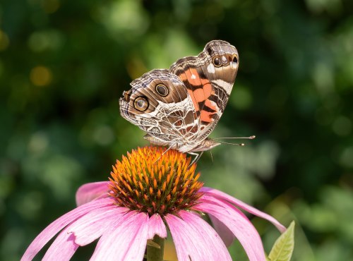 A colorful butterfly perched on a pink flower, surrounded by green foliage.