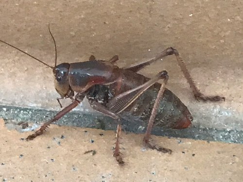 A close-up of a brown cricket on a textured surface, showcasing its long antennae and detailed body.