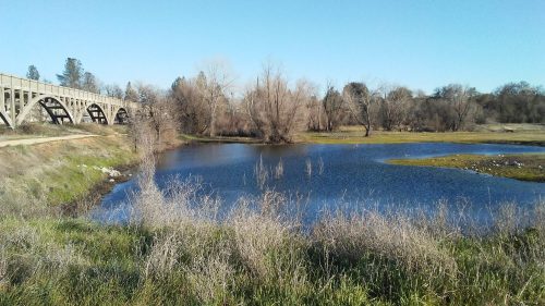 A serene landscape featuring a calm pond, bare trees, and a bridge in the background under a clear blue sky.
