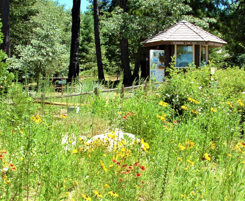 A vibrant garden filled with wildflowers, featuring a gazebo surrounded by trees and a wooden fence.