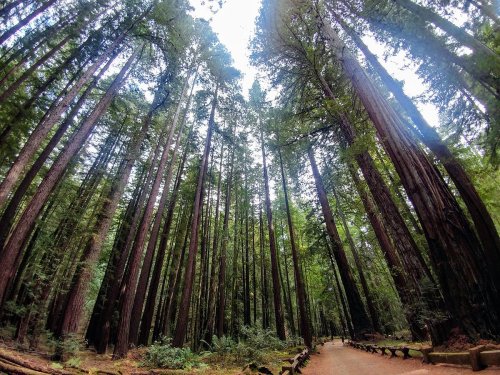 Tall redwood trees tower over a winding path in a lush forest, with a bright sky visible through the canopy.