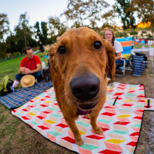 A close-up of a golden retriever on a colorful picnic blanket, with people sitting in the background.