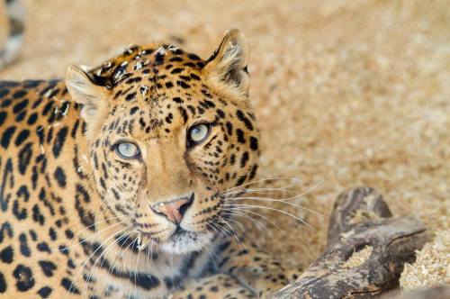 A close-up of a leopard resting on the ground, showcasing its distinctive spotted fur and piercing blue eyes.