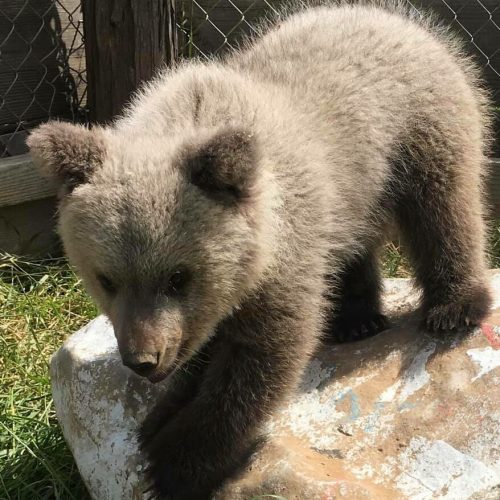 A playful bear cub exploring a rocky surface in a natural setting.