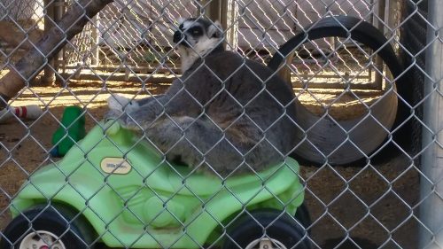 A lemur sits on a small green toy car inside a fenced enclosure, looking curiously at the camera.