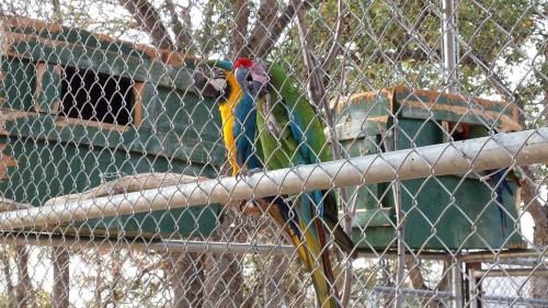 Two colorful macaws perched on a fence, with a green birdhouse in the background.
