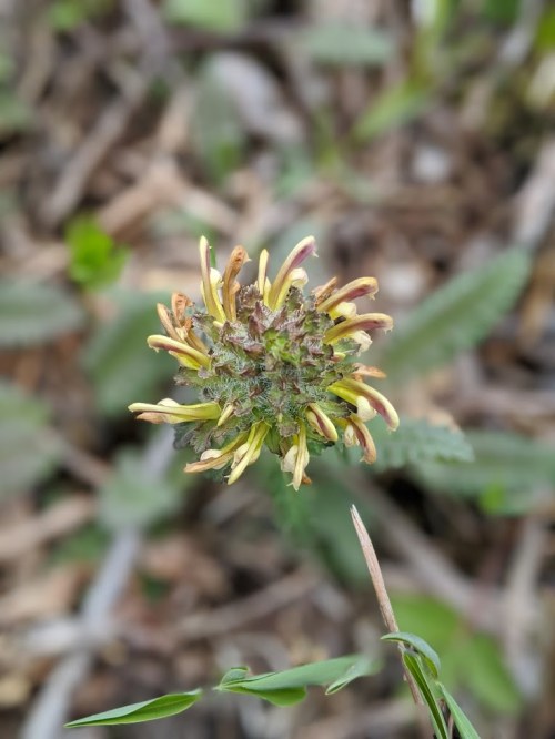 Close-up of a flowering plant with yellow-tipped buds, surrounded by green foliage and brown earth.