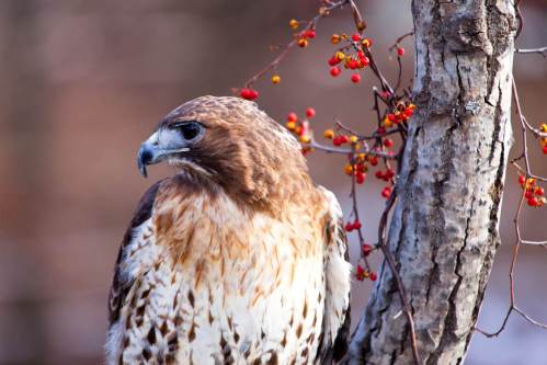 A close-up of a hawk perched on a tree, surrounded by red berries and a blurred natural background.