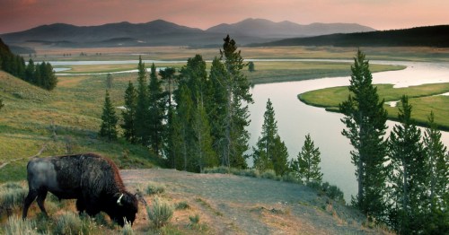 A bison grazes on grass in a large valley in Yellowstone National Park.