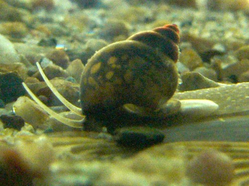A close-up of a small snail with a patterned shell, resting on a sandy substrate in a shallow aquatic environment.