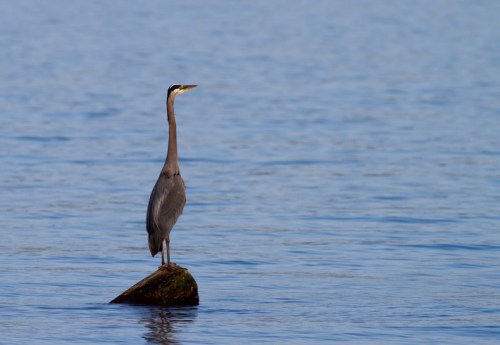A heron stands on a rock in calm blue water, gazing into the distance.