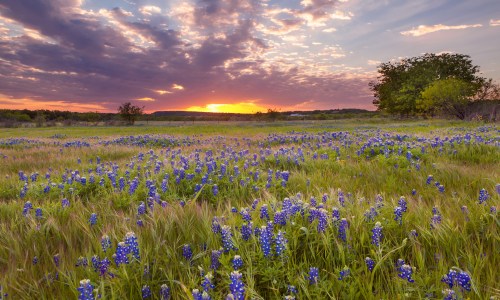 Bluebonnets in full bloom under a colorful sunset sky in Marble Falls, Texas