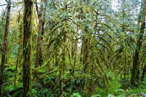 Lush green forest with tall trees covered in moss and ferns, creating a vibrant, serene atmosphere.