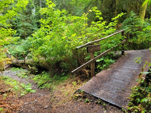 A wooden bridge over a small stream, surrounded by lush green foliage in a forested area.