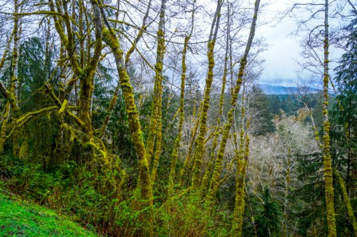 Lush forest scene with moss-covered trees and a misty landscape in the background.