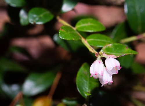 Delicate pink flowers with white tips bloom among lush green leaves.
