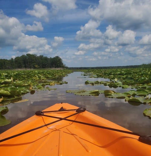 A view from a kayak on a calm waterway, surrounded by lily pads and under a blue sky with fluffy clouds.