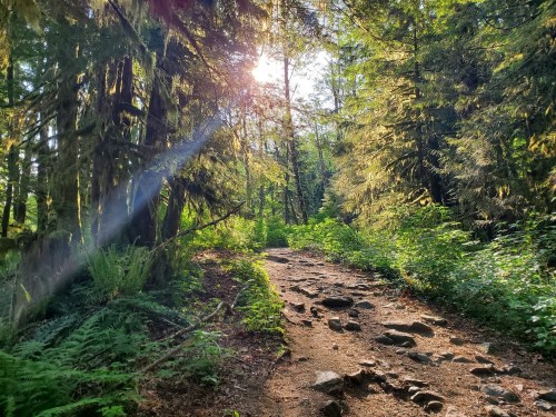 A sunlit forest path surrounded by lush greenery and rocky terrain, with rays of sunlight filtering through the trees.