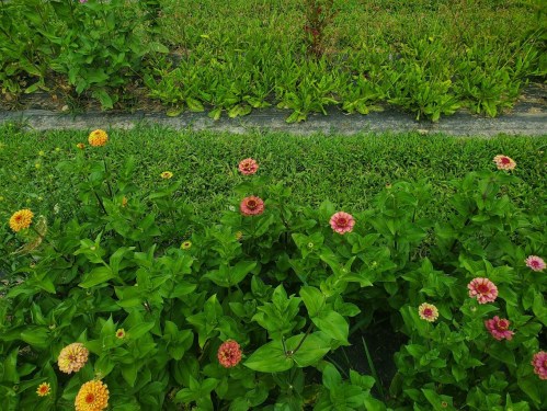 A vibrant garden scene featuring colorful flowers among lush green foliage and grass.