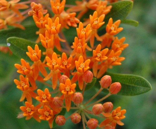 A cluster of vibrant orange flowers with small green leaves, set against a blurred green background.